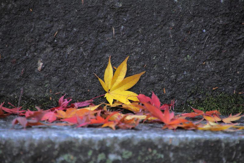 東福寺_007散り紅葉.jpg