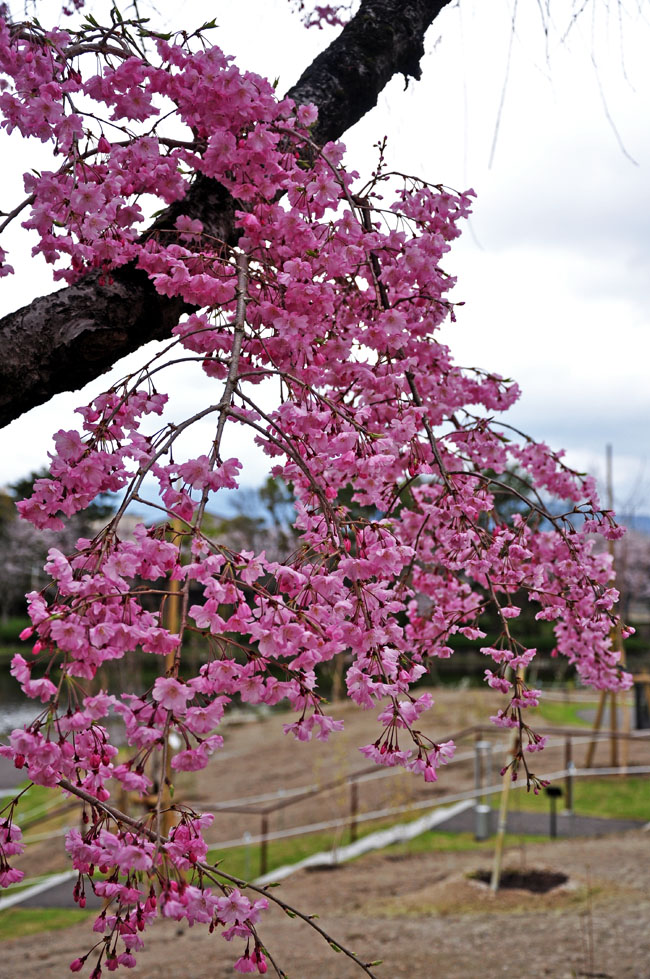 桜５
