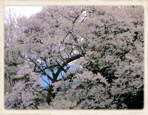 千年桜越しに