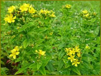 令和３年９月14日 弟切草まさかこの花薬剤師 花の歳時記 天南星の魅力 山野草 楽天ブログ