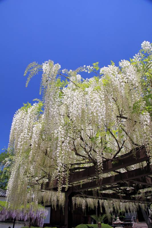 葛井寺の藤_005.jpg