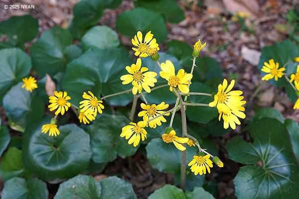 ツワブキ（石蕗、キク科）