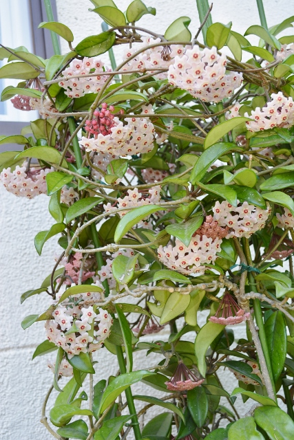 サクララン (4) (1600x2400) (427x640).jpg