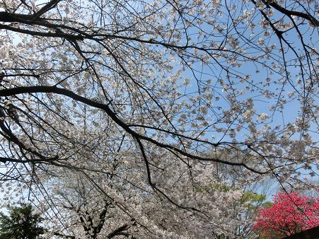 桜