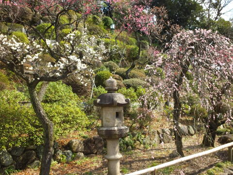 池上梅園にて