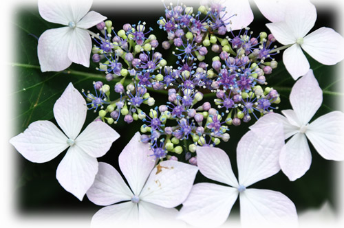 紫陽花３