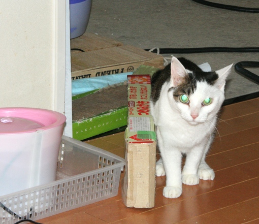 20151204ﾋﾒ05.jpg