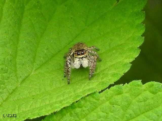 マミジロハエトリ2022年9月8日