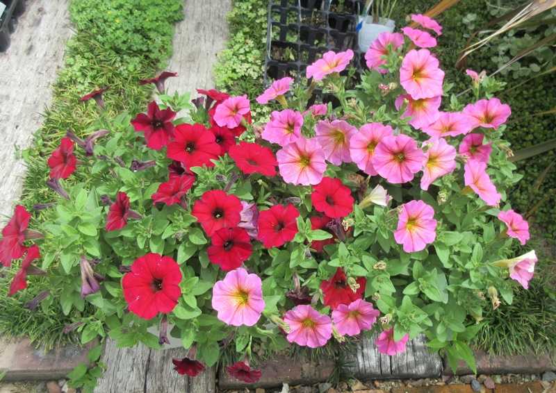 夏によく咲くペチュニアとマリーゴールドでセンチュウ退治 狭い庭を花いっぱいにする育て方 楽天ブログ