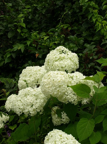 2012紫竹・アナベル.jpg