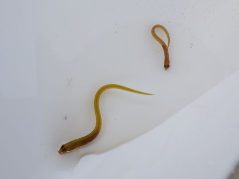 和歌山磯採集2018年3月上旬13　オオカズナギ（Zoarchias major）