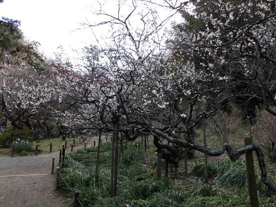 三渓園梅