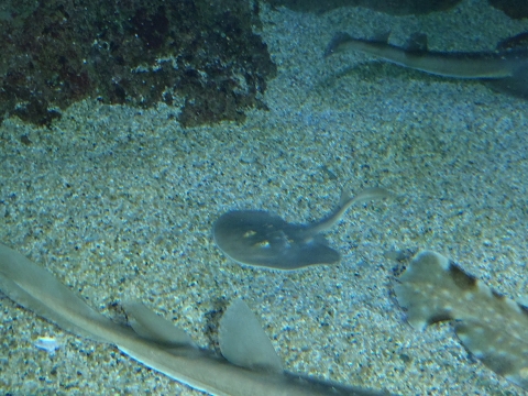 ウチワザメ（Platyrhina tangi）1