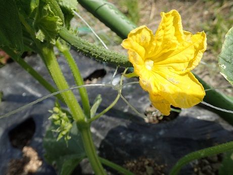 キュウリ受粉必要 葉山農園 5月上旬 暇人主婦の家庭菜園 楽天ブログ