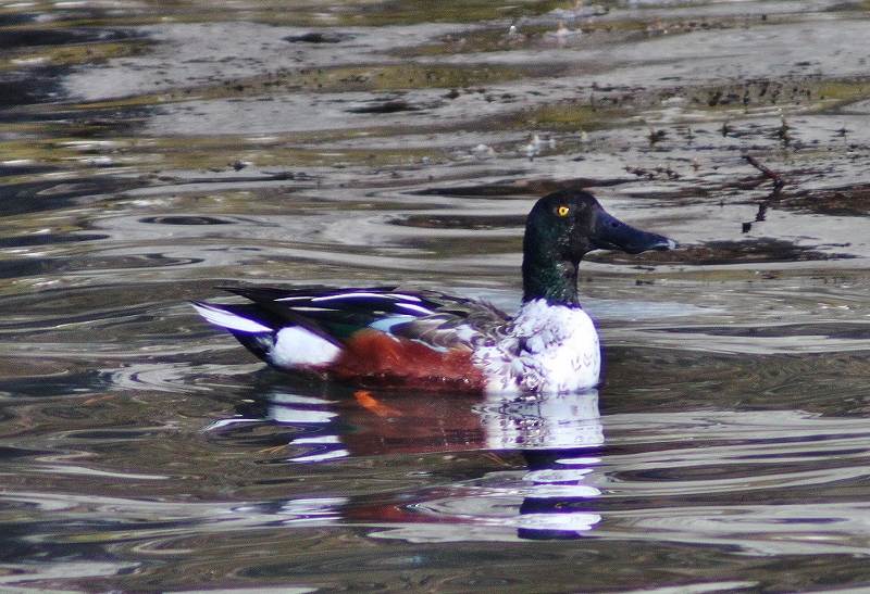 IMG_2432 (800x547).jpg