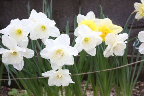 2015040704.JPG