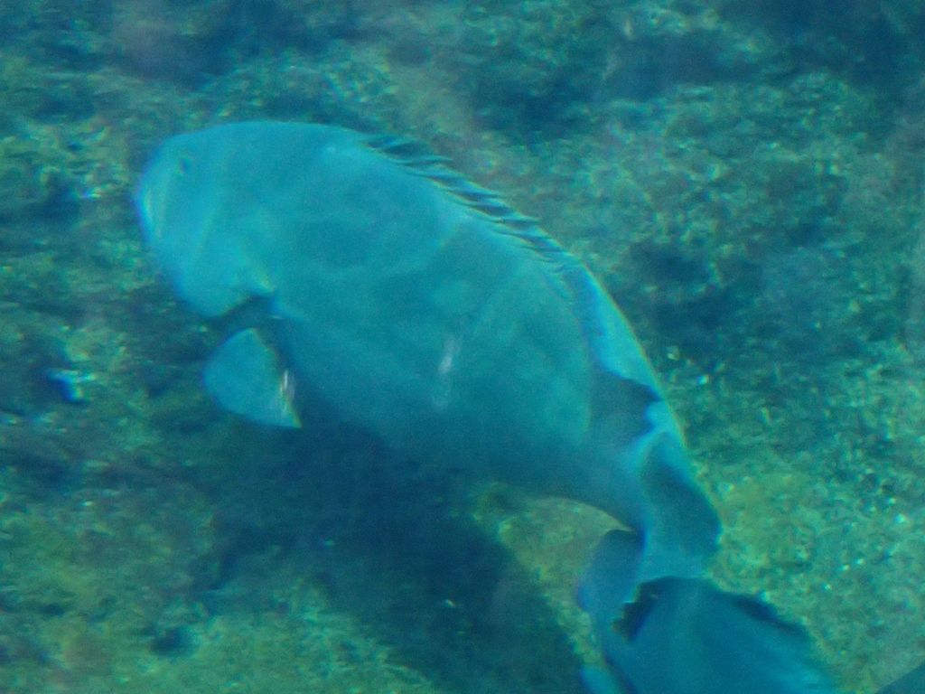 水族館 ボケないための日記のようなモノ 楽天ブログ