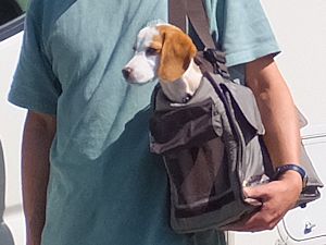 20140929キャリーバッグ