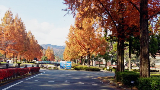 Road of autumn tint-4.jpg