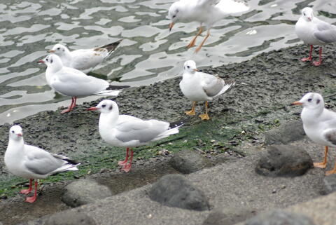 ユリカモメ