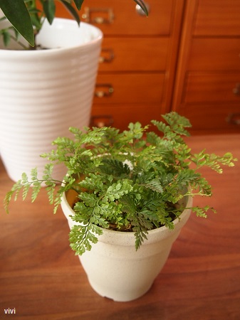 シノブ　観葉植物　シダ植物　100均　ダイソー　100円均一　植え替え　土　育て方　おすすめ　初心者