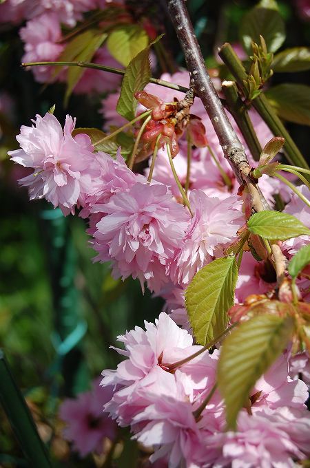 枝垂れ桜