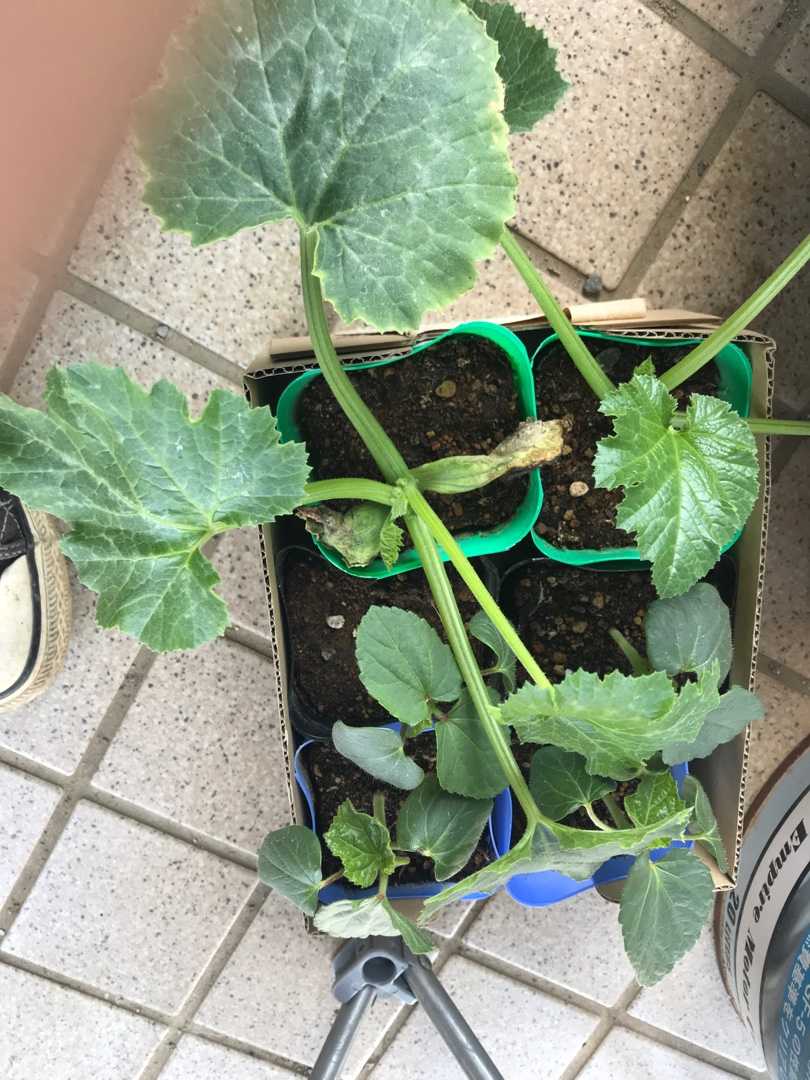 ズッキーニの虫除け ネコと野菜と私 楽天ブログ