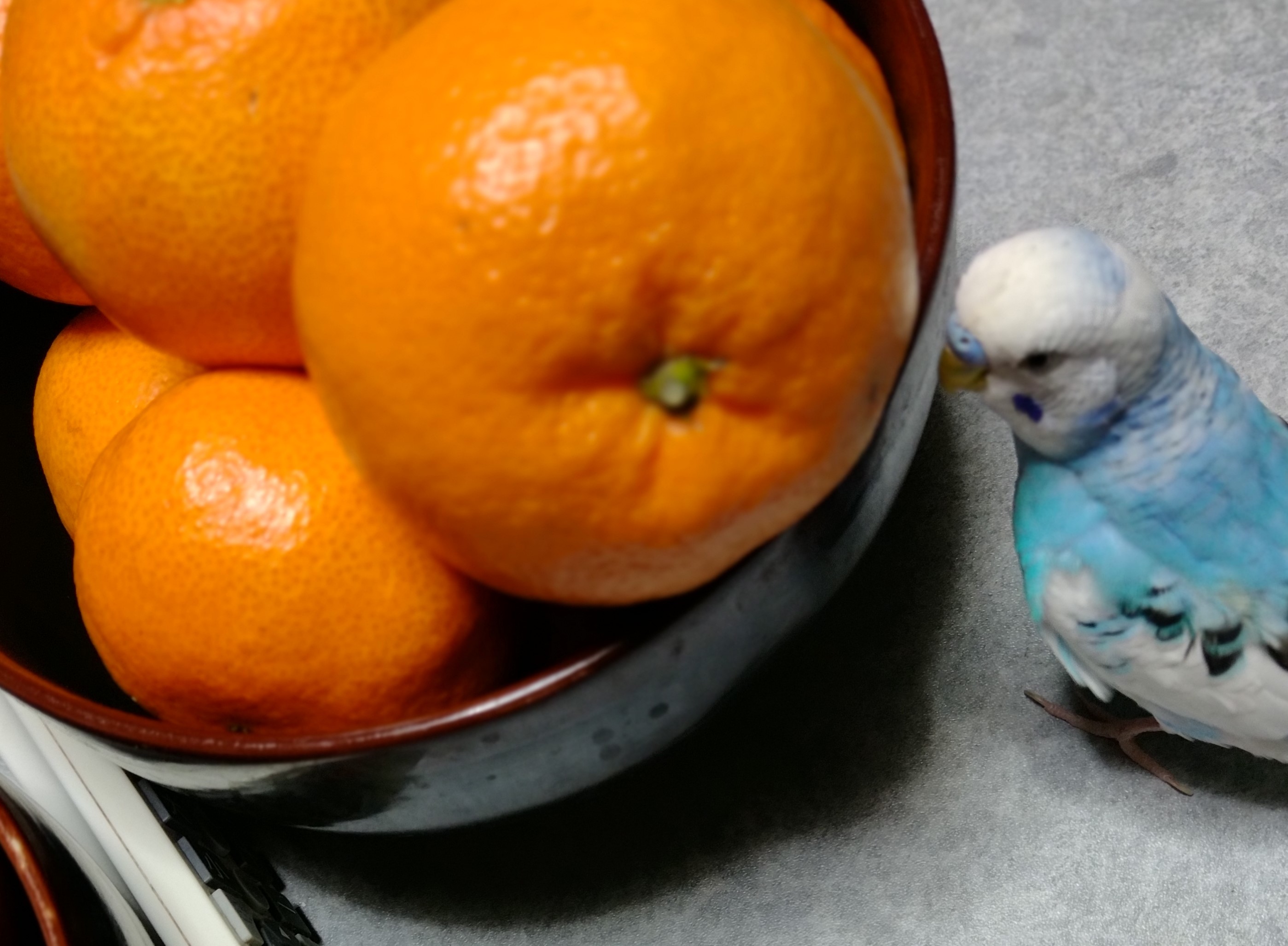 最近のけんちゃん＆みかんの効能 | セキセイインコ7才元気な毎日を