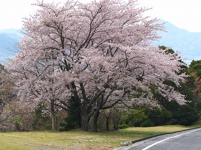 染井吉野