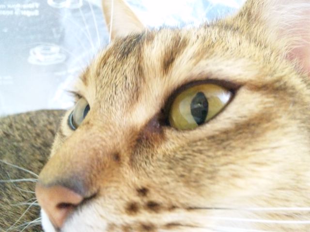 ロマ－５