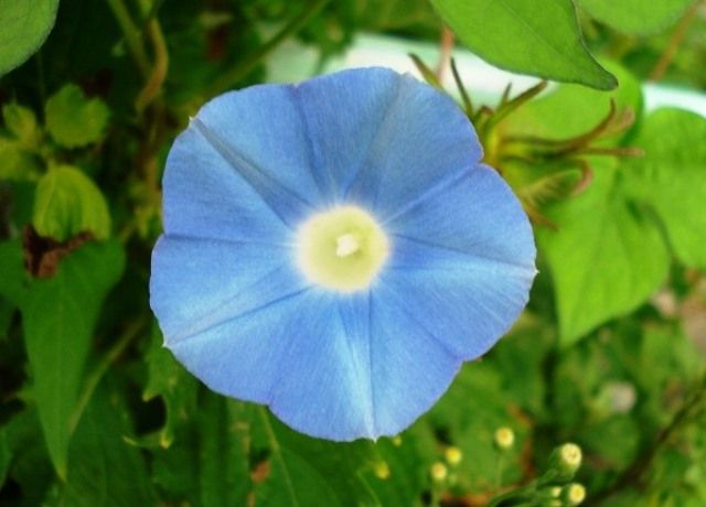 昼顔の花 花と蕎麦とリハビリと 楽天ブログ