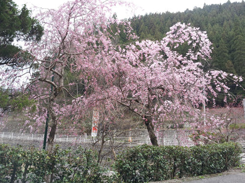 20120418_125910.jpg