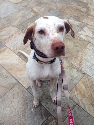 おとなしすぎて捨てられた保護犬 雨と雷のトラウマ めざせ 社会復帰 楽天ブログ