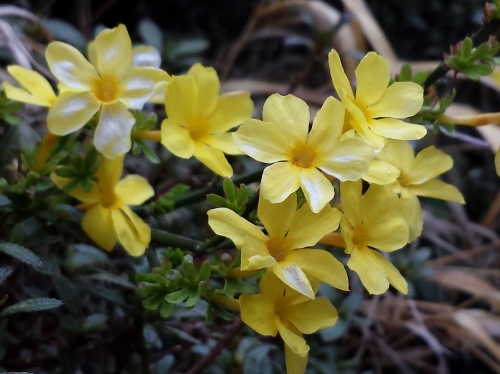 20150403_154236 (500x374).jpg
