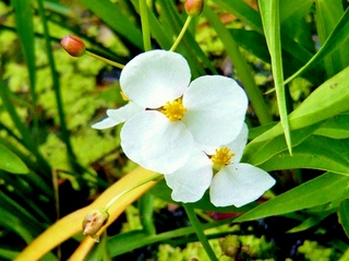 沢瀉の花