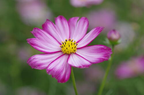 原っぱ西花畑のコスモス