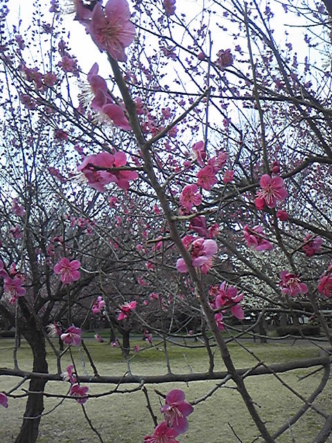 馬場記念公園　　その2