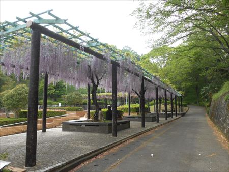 蓮華寺池公園　藤の花