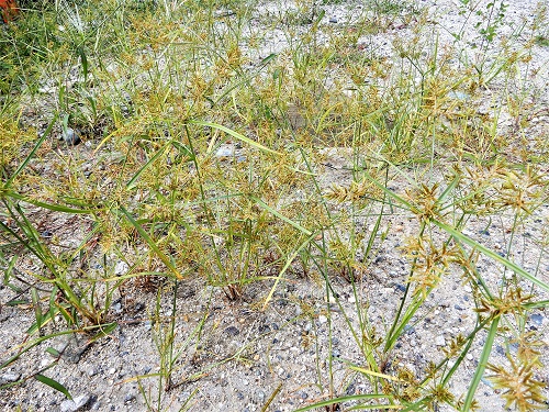 カヤツリグサ (1).JPG