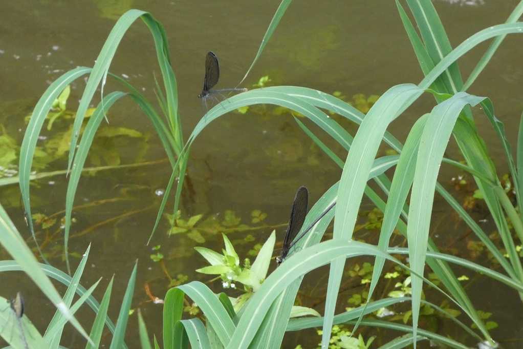 515