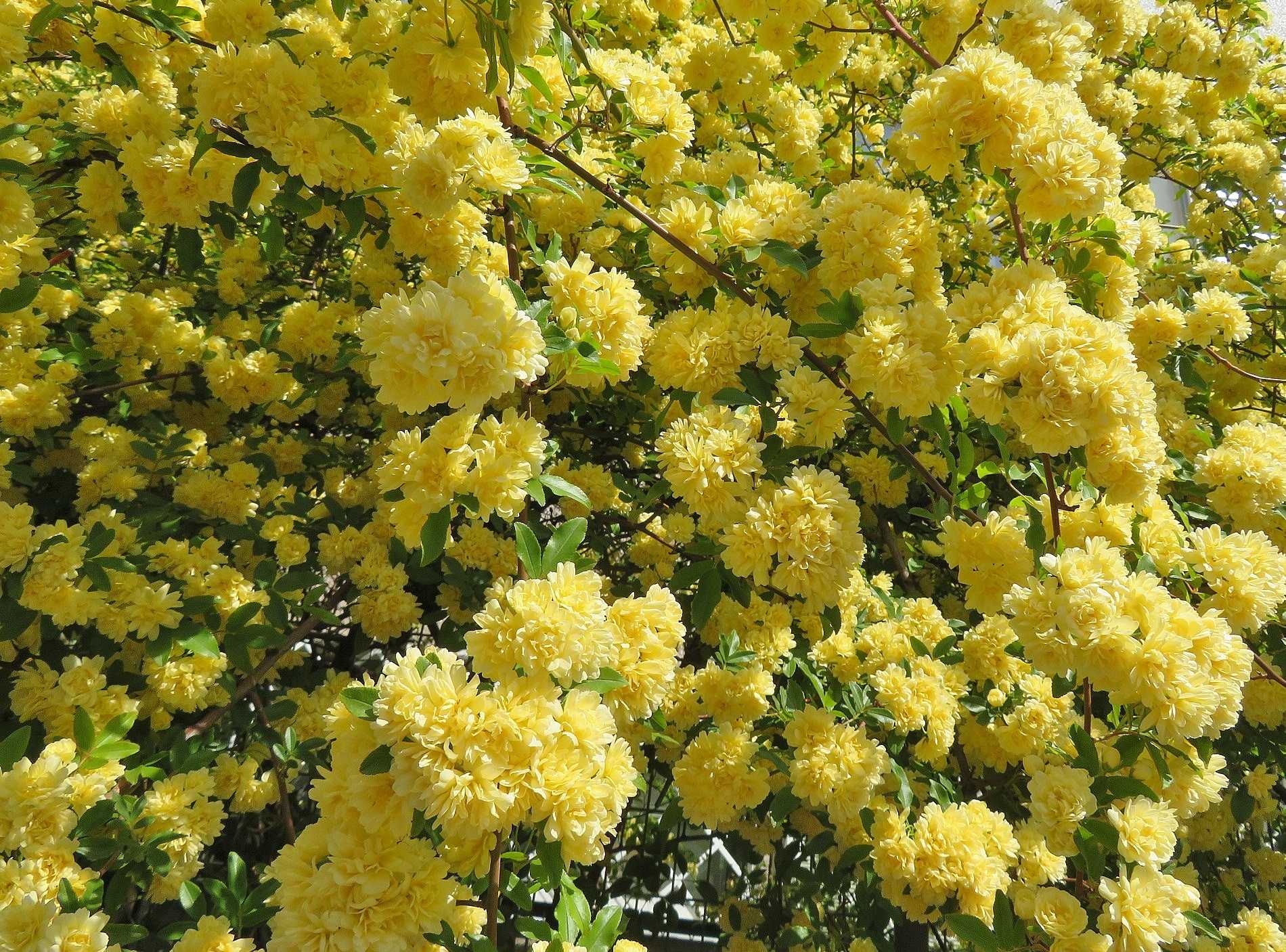平穏無事 花はモッコウバラ ナニワイバラ だい のひとりごと 楽天ブログ