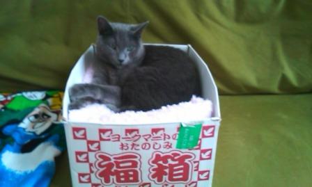 福箱のネコ