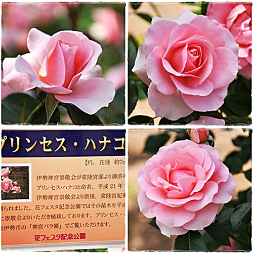 薔薇５