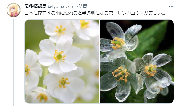 雨に濡れると透明になる花 サンカヨウ みやひょんの青春真っ盛り 楽天ブログ