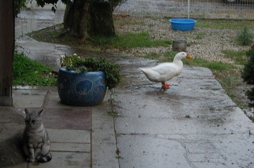 DSC_0139.JPG