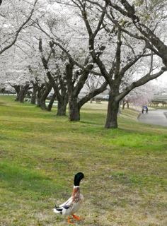 柏原池公園５