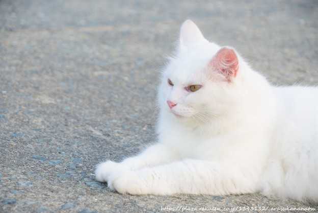 世界中のスーパームーンの目を見張るような画像 30 枚