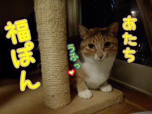 福ぽん.JPG