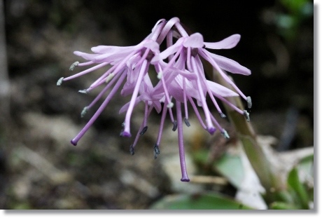 樹木公園-11 ショウジョバカマ 14.4.2