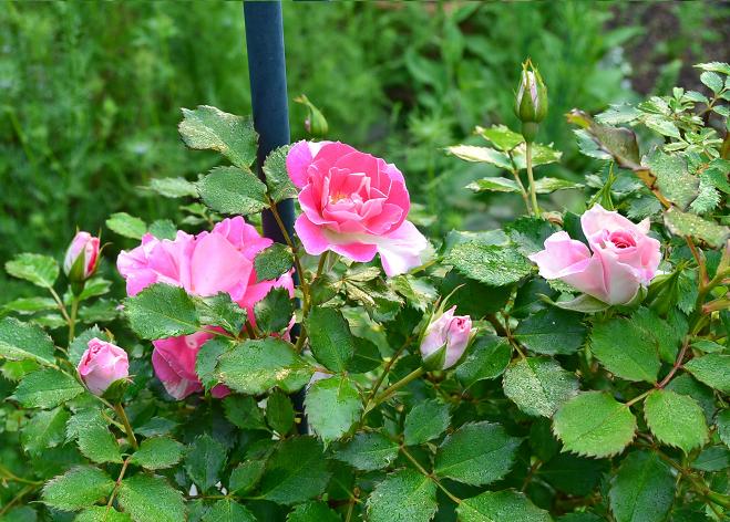 DSC_0362.JPG
